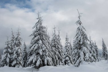 Kış ağaçların taze karla kaplı