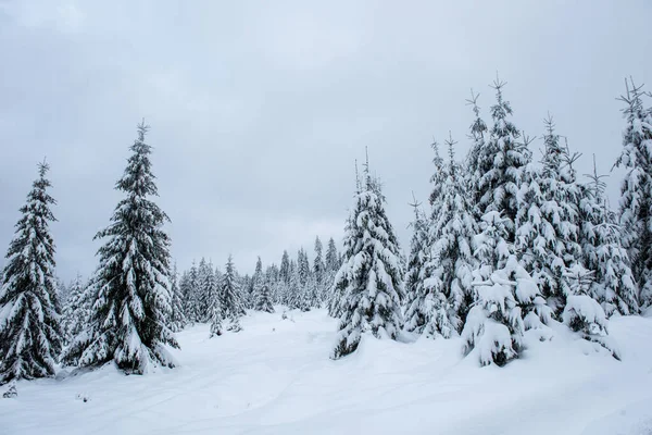 Árboles de invierno cubiertos de nieve fresca — Foto de Stock