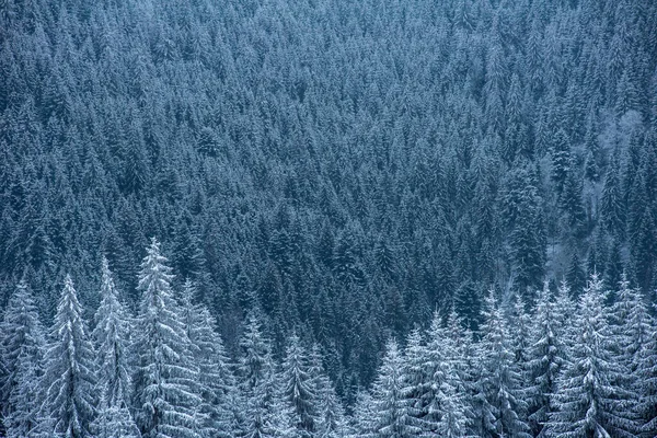 Zimowy krajobraz ze śniegiem na drzewach — Zdjęcie stockowe