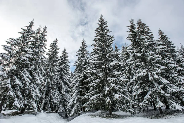Jul bakgrund med snöiga gran träd — Stockfoto