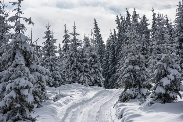 Winterbäume mit Neuschnee bedeckt — Stockfoto