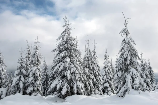 童话冬季景观与冷杉 — 图库照片
