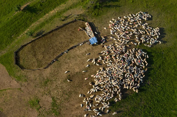 羊群的空中景观 在羊圈附近有彩色油漆标记的羊群群 — 图库照片