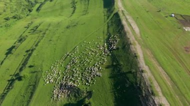 Otlakta otlayan koyun sürüsünün havadan görünüşü. Transilvanya, Romanya