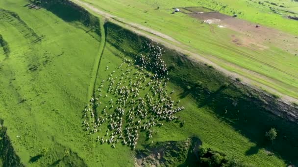 牧草地で羊の放牧の群れの空中ビュー ルーマニアのトランシルヴァニア — ストック動画
