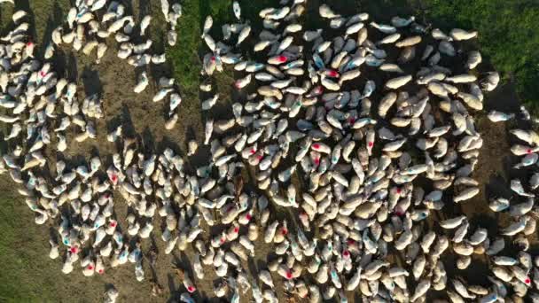Widok Lotu Ptaka Stado Owiec Pasących Się Łące Transylwania Rumunia — Wideo stockowe