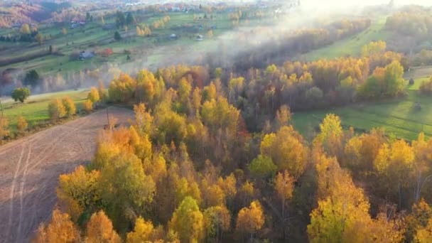 Voando Acima Floresta Colinas Outono Transilvânia Romênia Vídeo De Bancos De Imagens