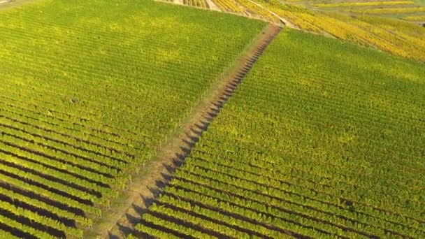 Voler Dessus Vignoble Transylvanie Roumanie Vue Aérienne Drone — Video