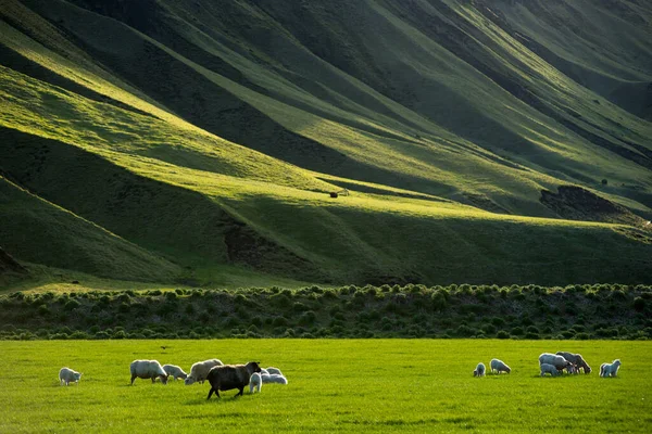 Paesaggio Islandese Con Vivaci Colline Verdi Pecore Pascolo Campagna Nelle — Foto Stock