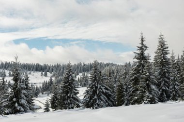 Köknar ağaçlarıyla dolu peri kışı manzarası. Dağlarda karlı ormanlarla dolu bir geçmişimiz var.