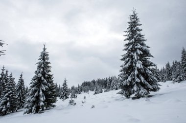 Dağlardaki kış ağaçları taze karla kaplıdır.