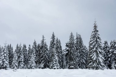 Dağlarda kar ve karla kaplı ağaçlar