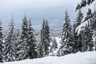 Dağlarda kar ve karla kaplı ağaçlar