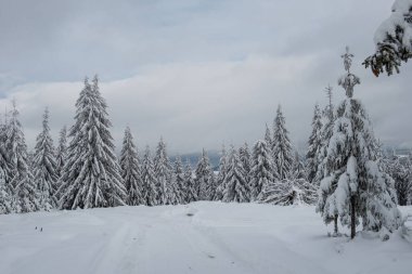 Karla kaplı köknar ağacı ormanıyla inanılmaz kış manzarası.