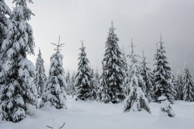 Yılbaşı ve yeni yıl arkaplanı Dağlardaki kış ağaçları karla kaplı