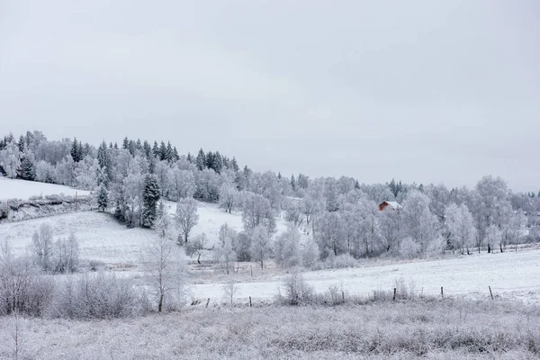 Paysage Rural Hivernal Avec Arbres Enneigés Collines — Photo