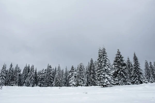 冬季景观雪地覆盖松树和冷杉树 圣诞节的概念 — 图库照片