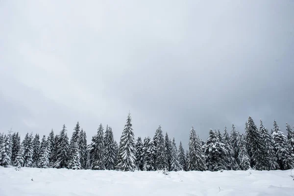 美丽的冬季风景与冷杉树 在雪山密林的背景下 献上圣诞祝福 — 图库照片