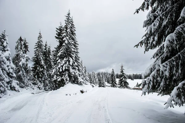 Fondo Navidad Año Nuevo Con Árboles Invierno Las Montañas Cubiertas — Foto de Stock