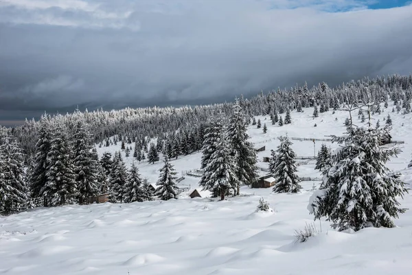 Köknar Ağaçlarıyla Dolu Peri Kışı Manzarası Dağlarda Karlı Ormanlarla Dolu — Stok fotoğraf