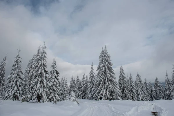 Winterwunderland Fichtenwald Mit Neuschnee Bedeckt — Stockfoto