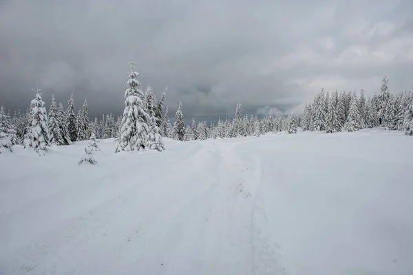 Зимняя Страна Чудес Еловый Лес Покрытый Свежим Снегом — стоковое фото