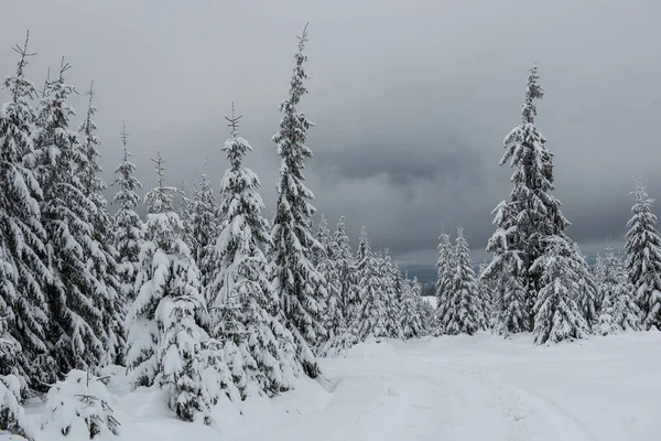 新雪に覆われた山の冬の木 — ストック写真