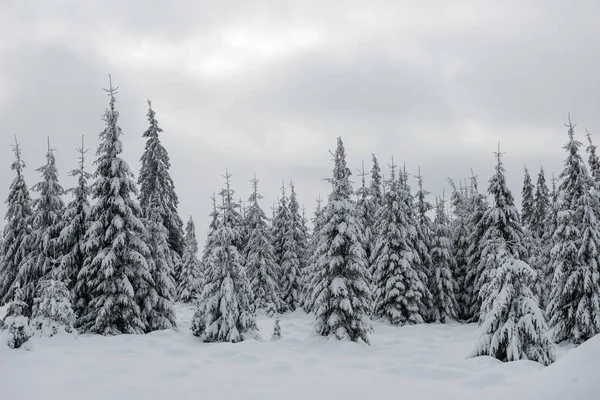 Zimní Krajina Zasněženými Jedlemi Koncept Vánoční Pohlednice — Stock fotografie