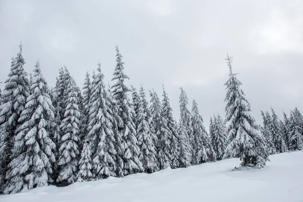冬季仙境 云杉林覆盖着新雪 — 图库照片