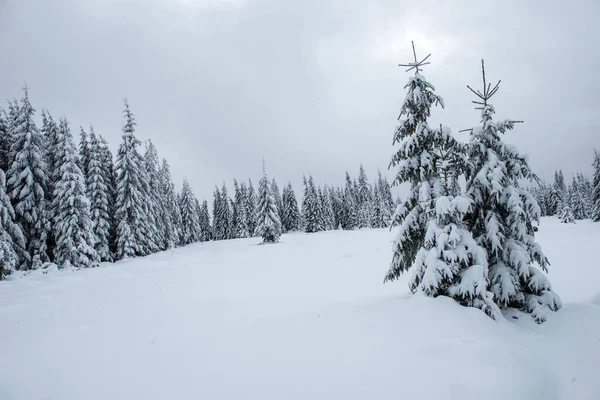 Alberi Invernali Montagna Coperti Neve Fresca — Foto Stock