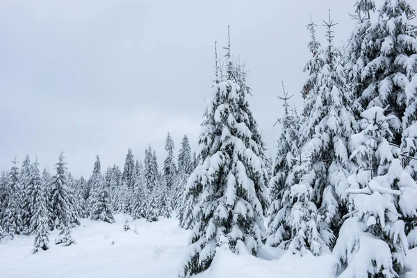 木々の上に雪と美しい冬の風景 — ストック写真