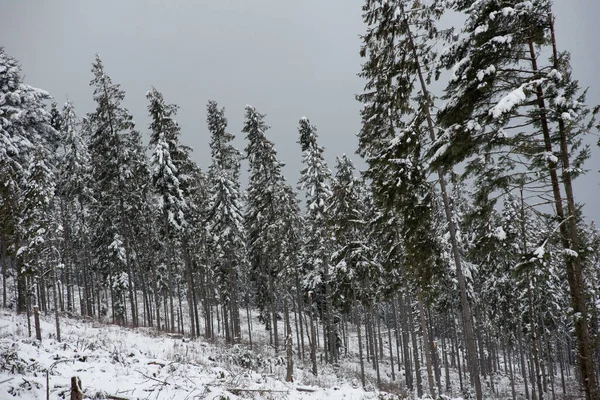 Beau Paysage Hivernal Avec Neige Sur Les Arbres — Photo