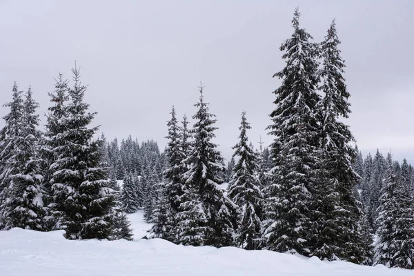 Schöne Winterlandschaft Mit Schnee Auf Den Bäumen — Stockfoto