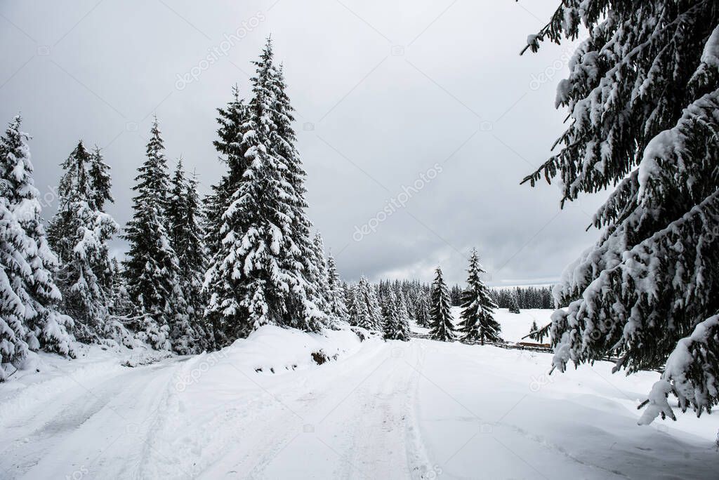 Christmas and New Year background with winter trees in the mountains covered with snow