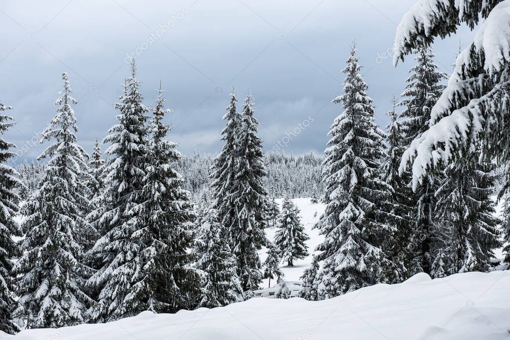 Trees covered with hoarfrost and snow in mountains