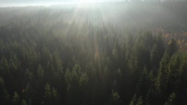 Sisin havadan görünüşü ve bakire ormanın üzerindeki sabah sisi, Romanya 'da çam ağacı