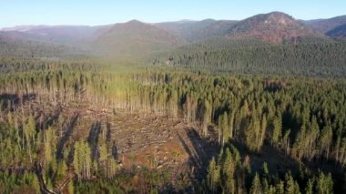 Romanya 'da yasadışı ağaç kesme ve endüstriyel orman sömürüsüne dair hava manzarası