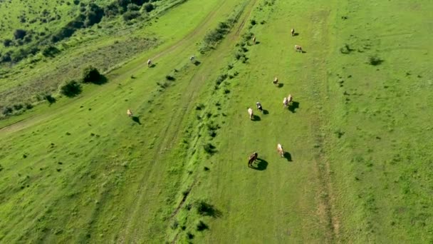 Widok Lotu Ptaka Krowy Wypasanej Łące Alpejskiej Przez Drona — Wideo stockowe