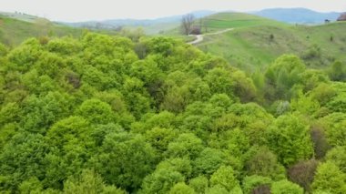 Parlak yeşil tepelerin hava manzarası. Transilvanya, Romanya