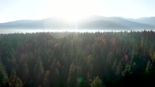 Vista Aérea Névoa Neblina Matinal Sobre Floresta Virgem Madeira Pinho — Vídeo de Stock