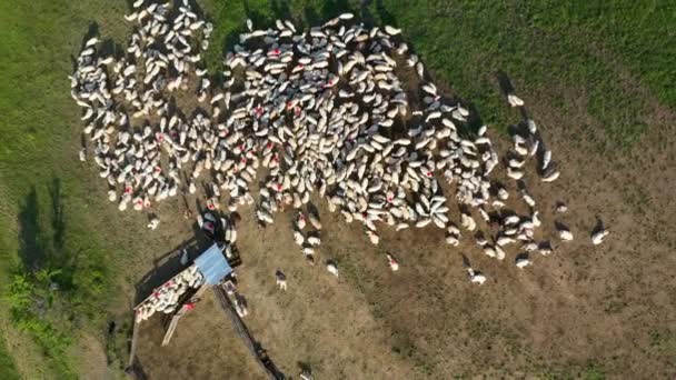 Çayırda Otlayan Koyun Sürüsü Üzerinde Uçan Havadan — Stok video