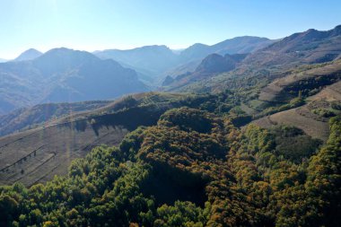 Sonbaharda insansız hava aracı tarafından kaplanmış rengarenk sonbahar ormanlarının havadan görünüşü