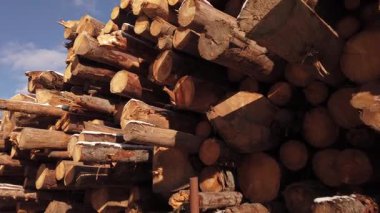 Yığın kütüğü endüstrisi. Bir yığın taze kesilmiş çam ağacı gövdesi.