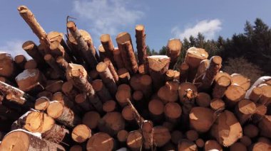 Yığın kütüğü endüstrisi. Bir yığın taze kesilmiş çam ağacı gövdesi.