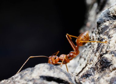 Ananas pazarda satmak