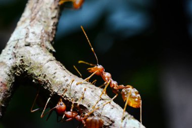 Ananas pazarda satmak