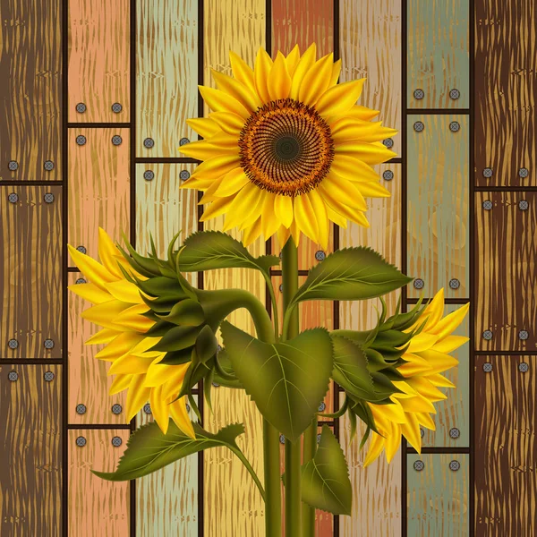 Ilustrasi Bunga Matahari Dan Daun Papan Kayu Yang Bervariasi - Stok Vektor