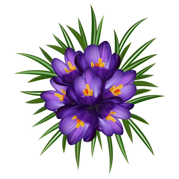 紫色のクロッカスの花と分離した葉のイラスト — ストックベクタ
