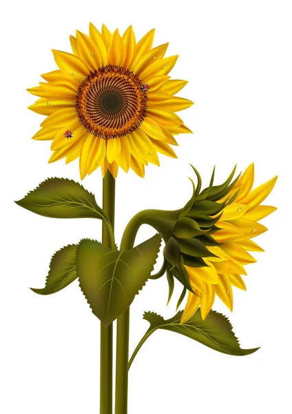 Illustration Bouquet Tournesol Avec Rosée Coccinelles Isolées — Image vectorielle