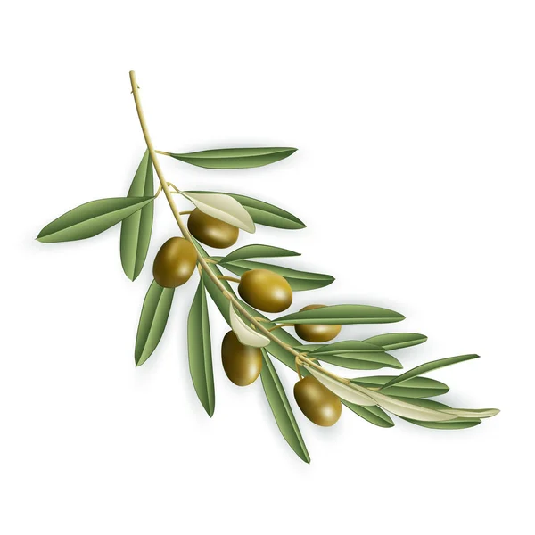 Illustration Des Realistischen Olivenbaumzweiges Isoliert — Stockvektor